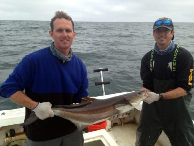 Anglers, be aware – tagged cobia in Florida waters